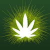 Cannafest Prague 2012