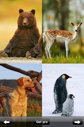 Animal Wallpapers & Images screenshot 2