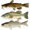 Freshwater Fish ID South