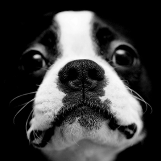 Bostons - Boston Terrier Fun icon