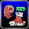 3D Human Head & Neck Muscle_HD