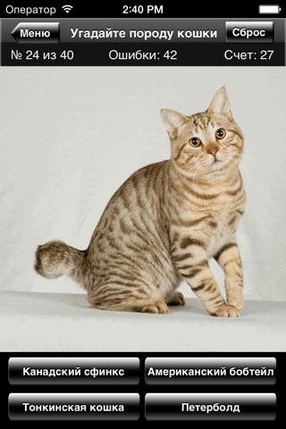 Cat Breed Quiz screenshot 3