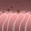 Biology Bytes - Cell Membrane Transporters