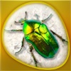 Insecta 360 Gold