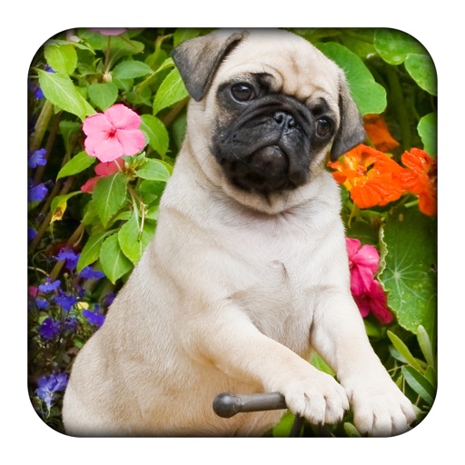 Dog World Slider Puzzle Free Icon