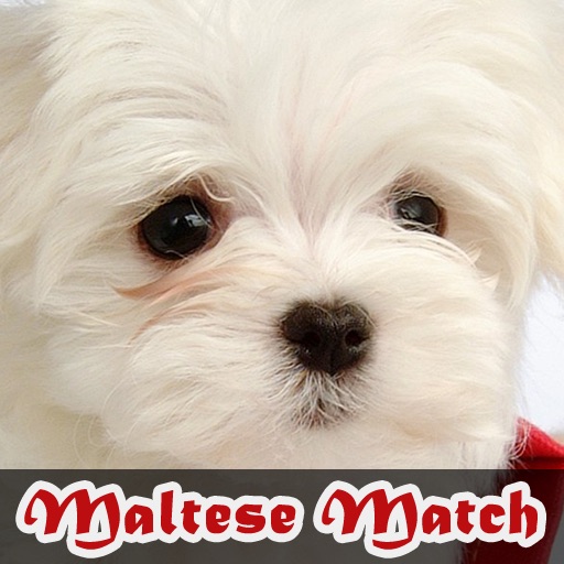 Maltese Match icon