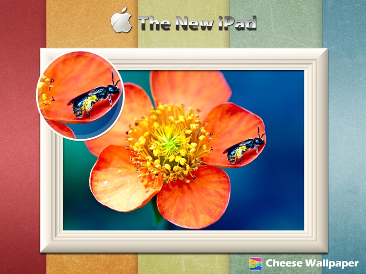 Cheese HD Wallpapers for The new iPad