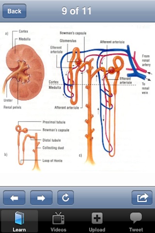 The Urinary System screenshot 4