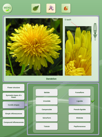 Biology - Plant handbook Free screenshot 4