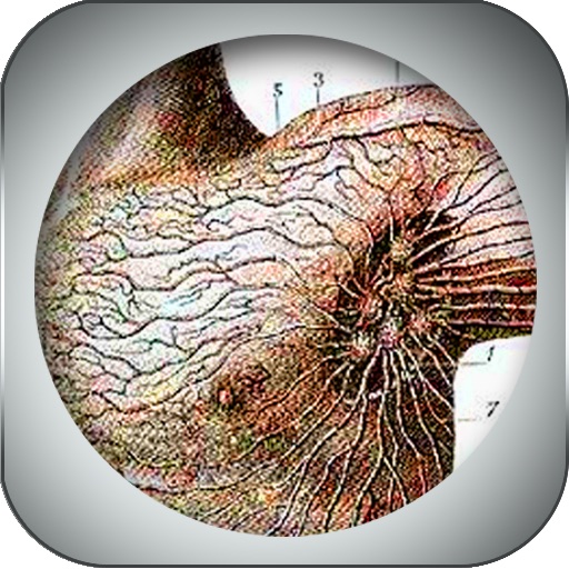 2D Lymphatic Anatomy icon