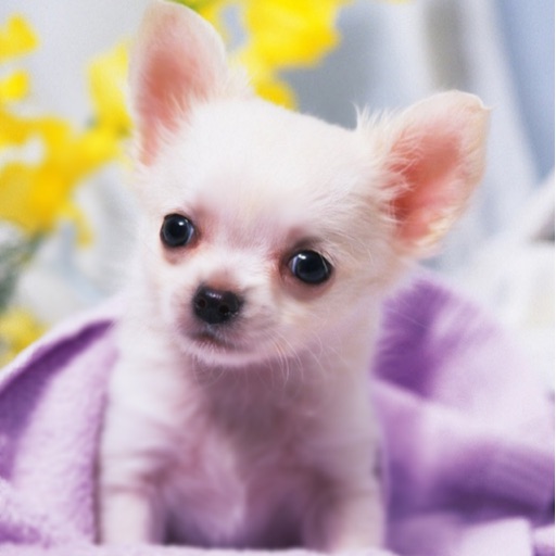 Chihuahua Wallpaper HD icon