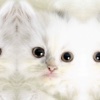 Cute Kittens!