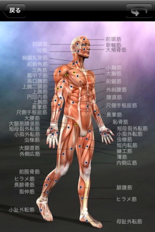 筋の解剖学 screenshot 2