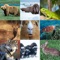 What's The Animal Name (100 Puzzles)