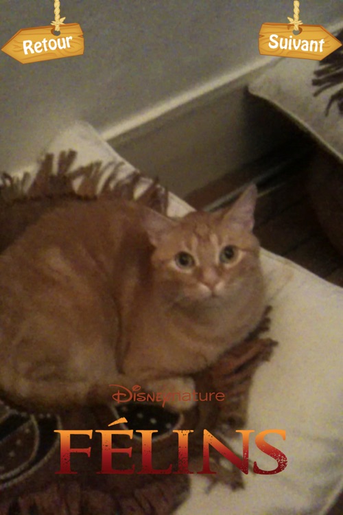 MyFélins - Montage vidéo et photo pour transformer votre chat en félin screenshot-4