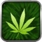 Stay informed with the latest in Cannabis News