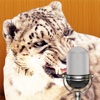 Talking Snow Leopard