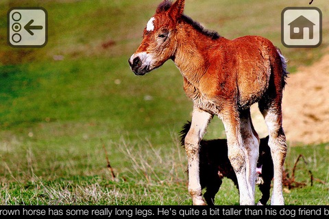 100 Things: Farm Animals – Video & Picture Book for Toddlers screenshot 2