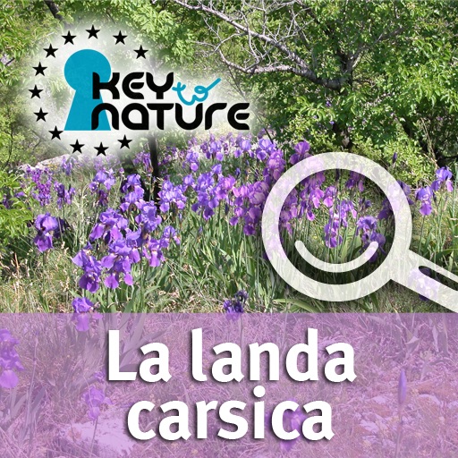 Escursioni botaniche nel Carso Triestino. - La landa carsica (KeyToNature) icon