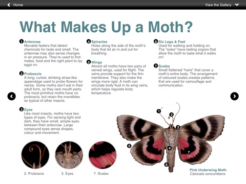 Winged Tapestries: Moths at Large screenshot 3