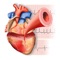 Amazing Cardiology application