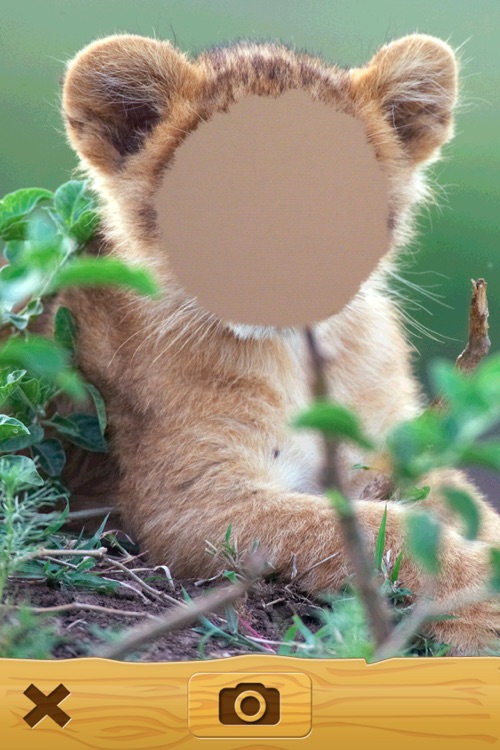MyFélins - Montage vidéo et photo pour transformer votre chat en félin