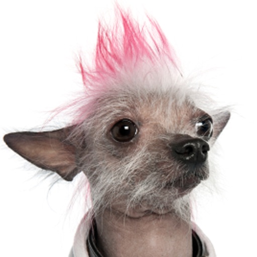 Hairless Chinese Cresteds - World's Ugliest Dog icon