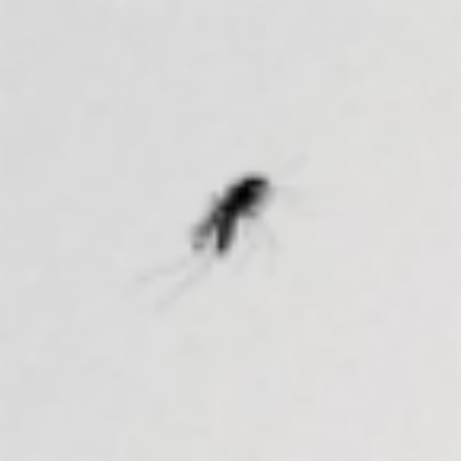 Mosquito Splat iOS App