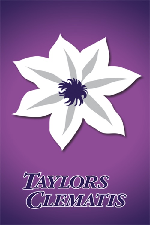 Taylors Clematis
