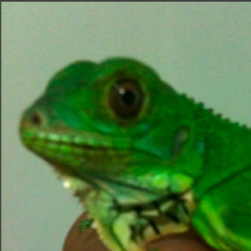 Iguana Life icon