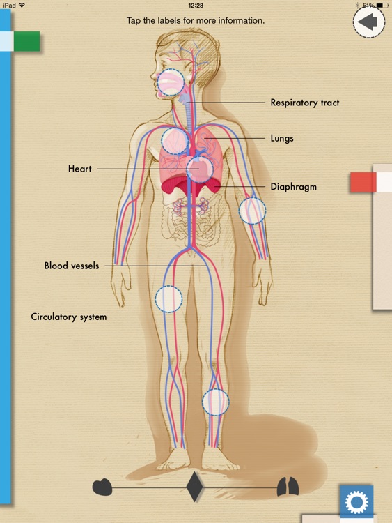 Heart and Lungs Lab