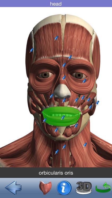 Visual Muscles 3D