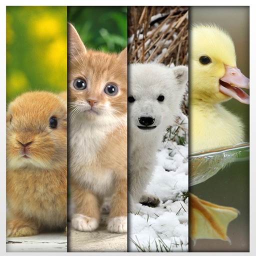 Cute Animals Hd Wallpapers For Mobile