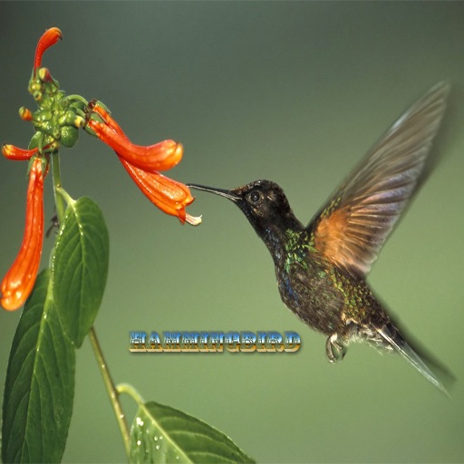 HummingBird icon