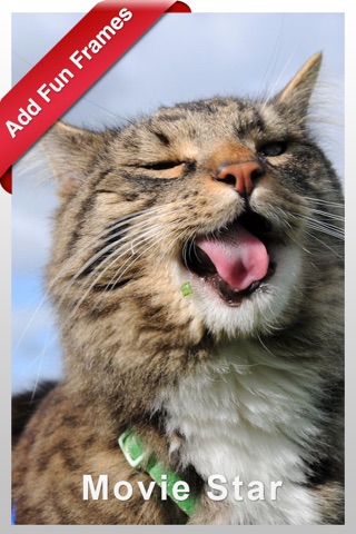 My Pet Photo Caption for Puppy, Dogs, Cats, and Kitten for Pet Lovers screenshot 3