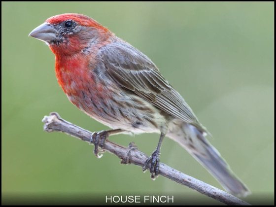 ‎100 Species of Songbirds: A Picture Book for Bird Watchers and Lovers ...