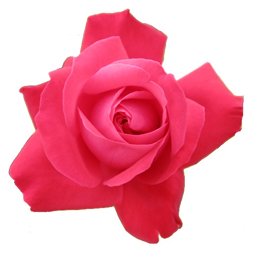 Petals around the Rose Icon