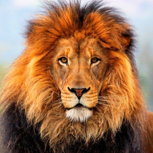 Lion Wallpapers & Backgrounds HD for iPhone icon