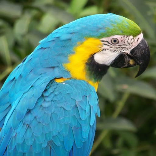 Parrot Encyclopedia Pro icon
