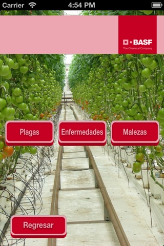 BASF México - Cultivo del Tomate screenshot 2