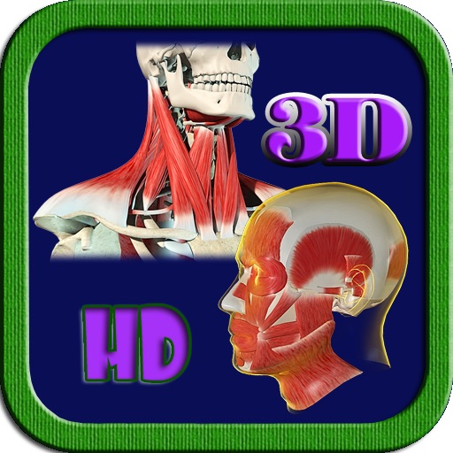 3D Human Head & Neck Muscle HD