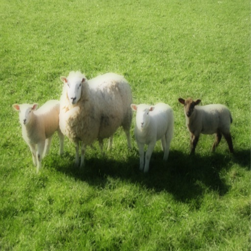 Sheep - Farm Animals All Kids Love icon