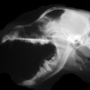 犬の正常X線写真