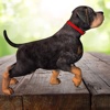 3D Dogs Puzzles - Cute Puppy Puzzle