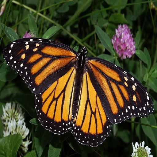 U.S. State Butterflies