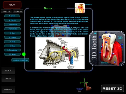 3D Tooth R screenshot 4