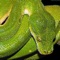 A pictorial snake identification guide to almost 120 Australian land snakes