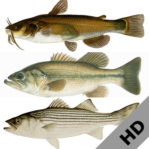 Freshwater Fish ID South(HD)