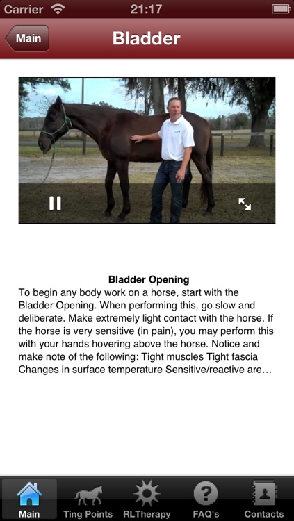 Photonic Horse Acupoint & Red Light therapy