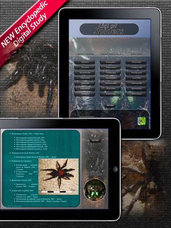 List of Spiders